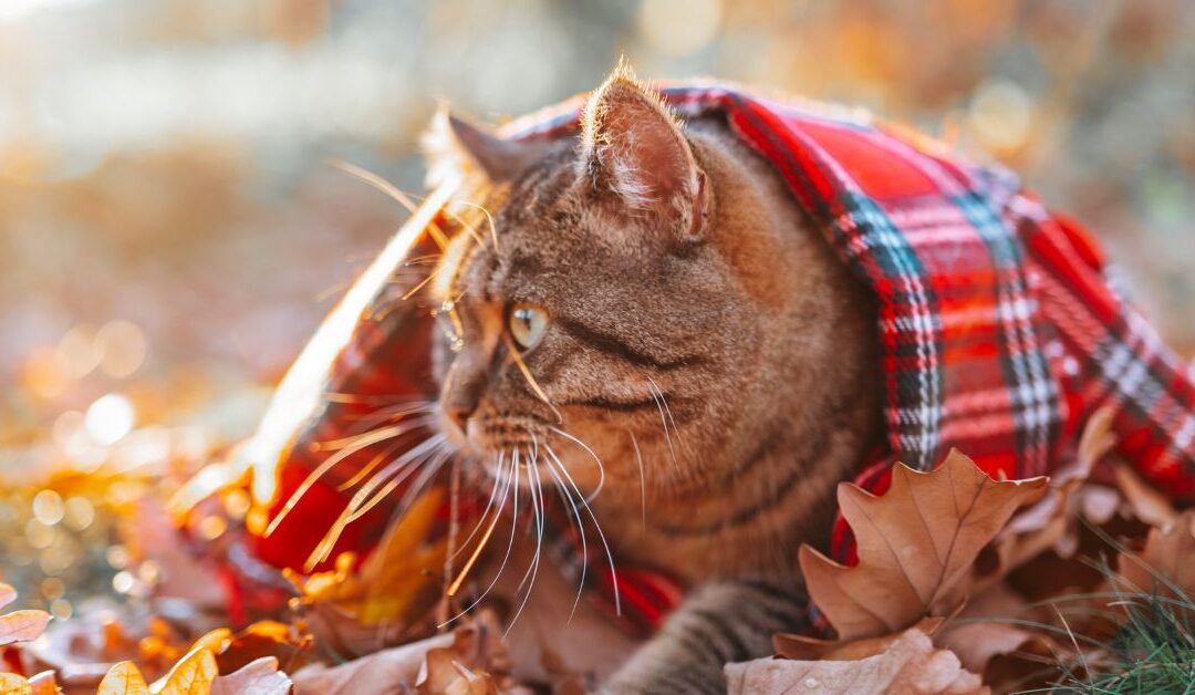 Winter Pet Care 101: How to Keep Your Pets Warm and Healthy