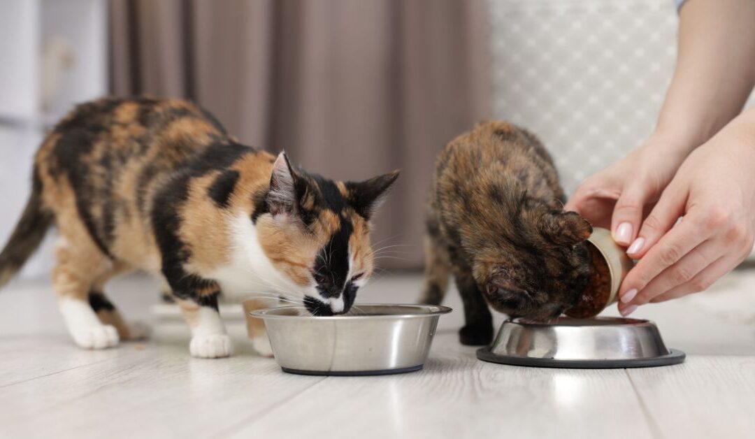 Step-by-Step Guide to Choosing the Perfect Pet Feeding Accessories for Every Pet