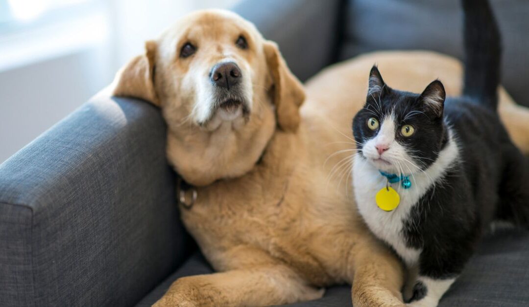 How One Lost Dog Inspired a Complete Guide to Pet Safety and Identification