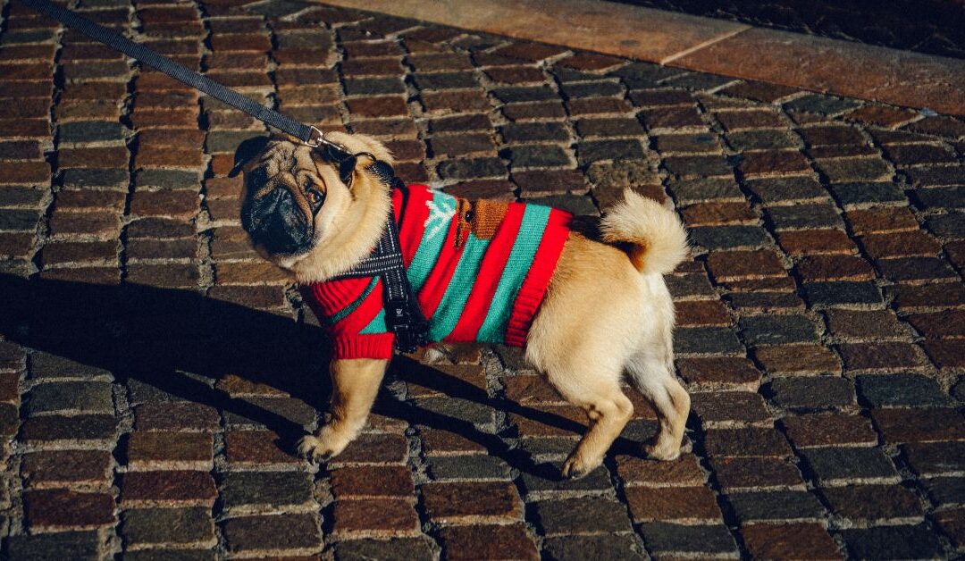 How to Stop Your Dog from Pulling on the Leash: Real Solutions That Work