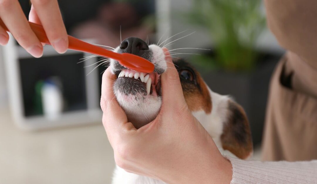 10 Essential Pet Hygiene Habits Every Pet Owner Should Know