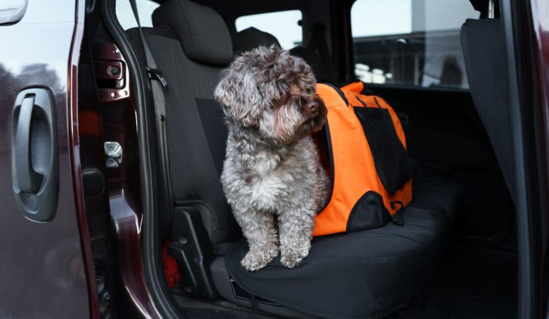 5 Common Pet Travel Mistakes and How to Avoid Them