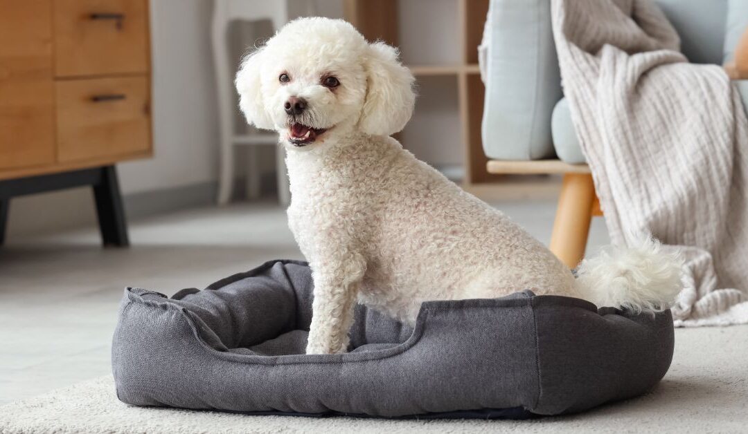 A Day in the Life of a Stylish Pet: Essentials for Comfort and Safety