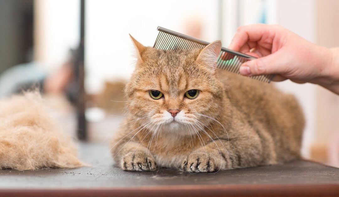 5 Common Pet Grooming Myths That Could Harm Your Pet