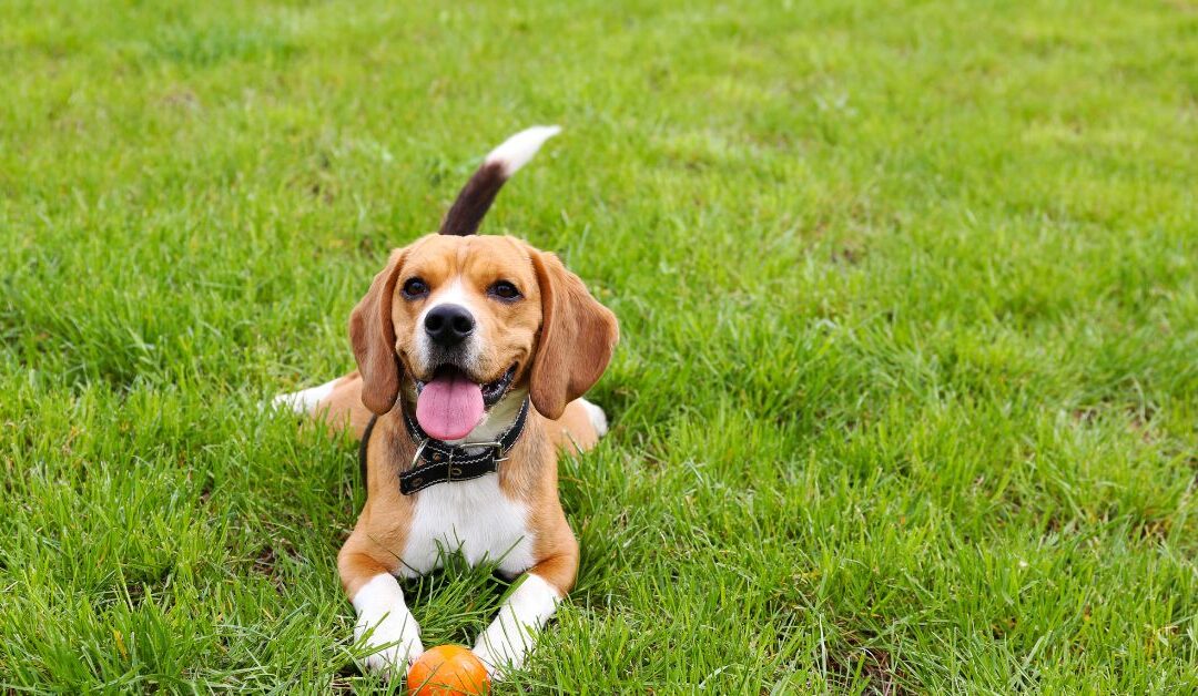 Top Pet Toy Trends Pet Owners Should Know in 2026